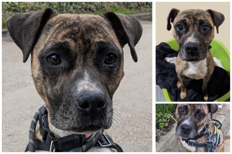 Tess is new to Homeless Hounds and still under assessment. One of the volunteers said: “I met Tess today – she’s got the best, big waggy tail and she smothered me in kisses! Tess loves treats and she already sits and gives paw. She’s friendly with people, dogs and horses. Tess is nice to walk and doesn’t pull on the lead.