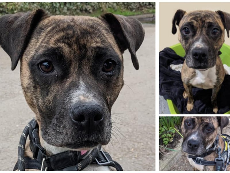 Tess is new to Homeless Hounds and still under assessment. One of the volunteers said: “I met Tess today – she’s got the best, big waggy tail and she smothered me in kisses! Tess loves treats and she already sits and gives paw. She’s friendly with people, dogs and horses. Tess is nice to walk and doesn’t pull on the lead.