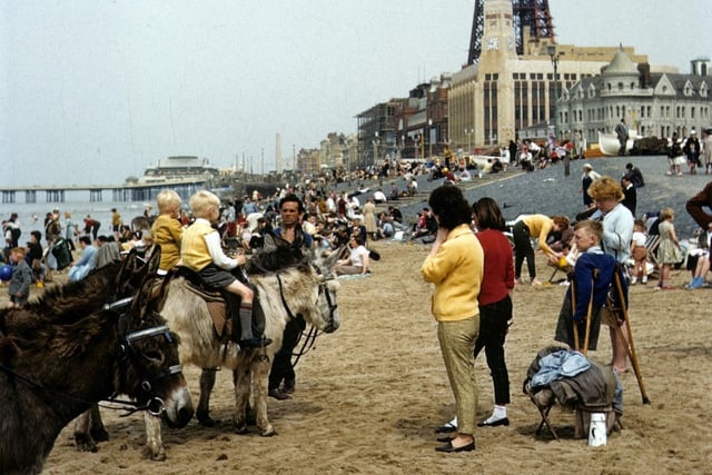 Blackpool's beloved donkeys are a staple of the resort's seaside heritage