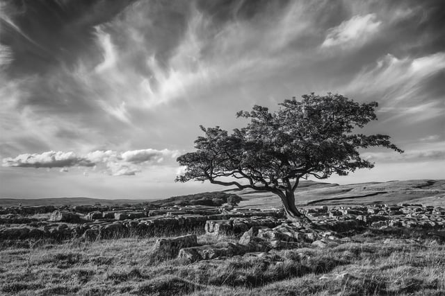 Lone Tree Winskill by Tom Richardson