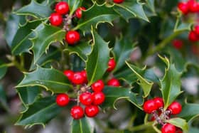 By using your garden as a resource you can create some simple, yet beautiful decorative displays for the Christmas festivities