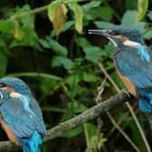 Kingfishers would benefit from cleaner rivers