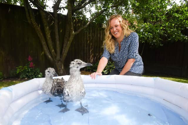 Brambles Wildlife Rescue are looking for more gull guardians to look after baby seagulls that have been abandoned. Pictured is gull guardian Clare Yates.