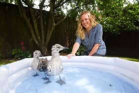Brambles Wildlife Rescue are looking for more gull guardians to look after baby seagulls that have been abandoned. Pictured is gull guardian Clare Yates.