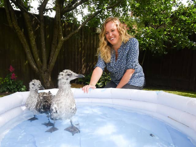 Brambles Wildlife Rescue are looking for more gull guardians to look after baby seagulls that have been abandoned. Pictured is gull guardian Clare Yates.