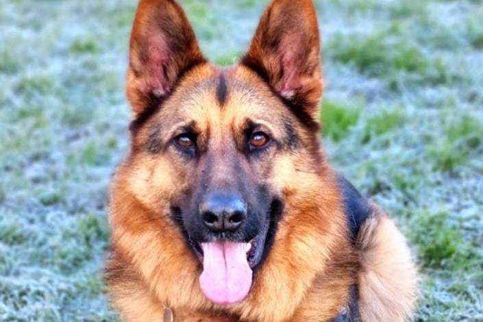 Breed: German Shepherd. Age: Approximately 4. The RSPCA say: Zak is our very handsome German Shepherd who came to the centre through no fault of his own and is now looking for his forever home. Zak is a friendly and affectionate boy who likes cuddles with our kennel team or playing in the paddock with a tennis ball or two. Zak can be quite strong and bouncy on the lead so he is walked wearing a gen-con. We are looking for someone who has had previous experience with German Shepherds and will carry on with the training and socialisation that Zak needs to become a well-rounded family dog.