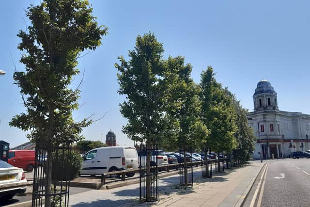 Ten trees planted on Cookson Street in 2019 are thriving