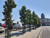 Ten trees planted on Cookson Street in 2019 are thriving