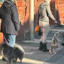 The woman was spotted walking her pet pig down Cavendish Road