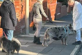 The woman was spotted walking her pet pig down Cavendish Road