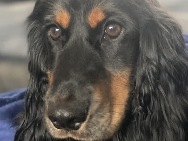 Rosie and her adorable eyes!