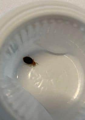 One of the bed bugs found inside bed sheets at the Calypso Hotel during Marian and Sharon's stay on Saturday, September 9