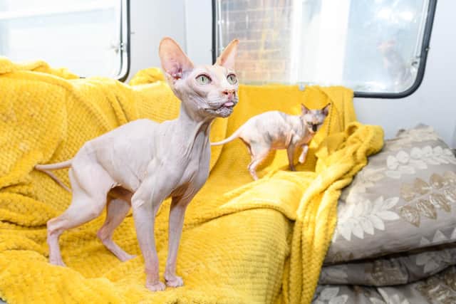 Sphynx cats Nim and Coco who have been rescued by Fylde Coast Cats. Photo: Kelvin Stuttard