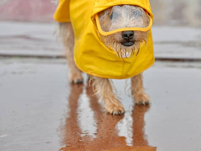 Even the doggos made sure they were well prepared for Storm Agnes with this little guy in his cute yellow raincoat