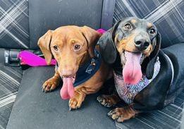 Sausage girls Lola and Star.