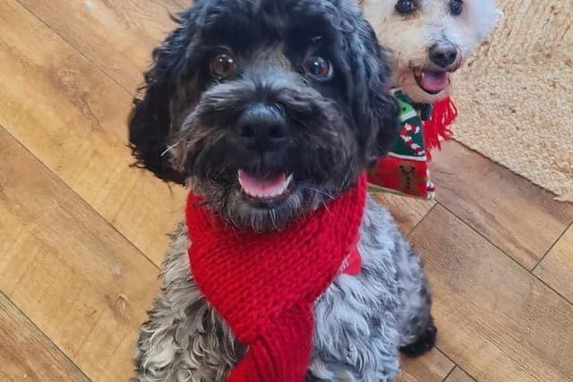 This pair are all red-dy for the festive season.