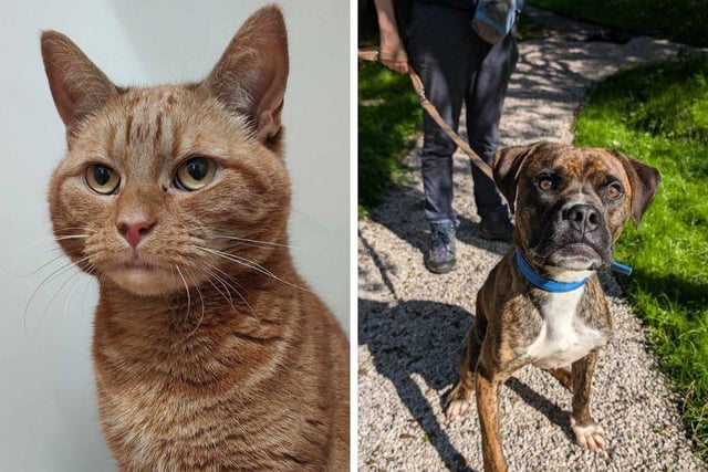 RSPCA cats and dogs in need of new homes including ginger cat Toffee ...
