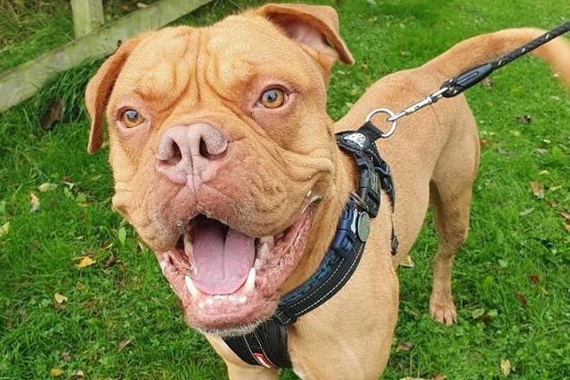 This gorgeous boy is Tyson. He arrived at the centre in March 2021 as his previous owner was no longer able to cope leading to concerns for his welfare. Tyson is looking for a very special home with someone who has large breed experience and also experience with nervous dogs. He hasn’t had the greatest start in life and is looking for a calm, quiet forever home where he will be the only pet. After having been passed around multiple homes, Tyson finds it very hard to trust people. It is for that reason we are looking for an adult only home with no visiting children. The staff at the centre have been patient and dedicated in helping Tyson to blossom into an affectionate boy, however he is still quite nervous of new people.