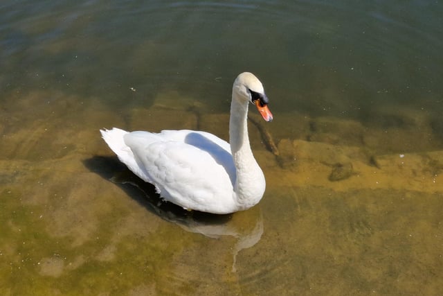 Swan of those days at Yarrow Valley Country Park