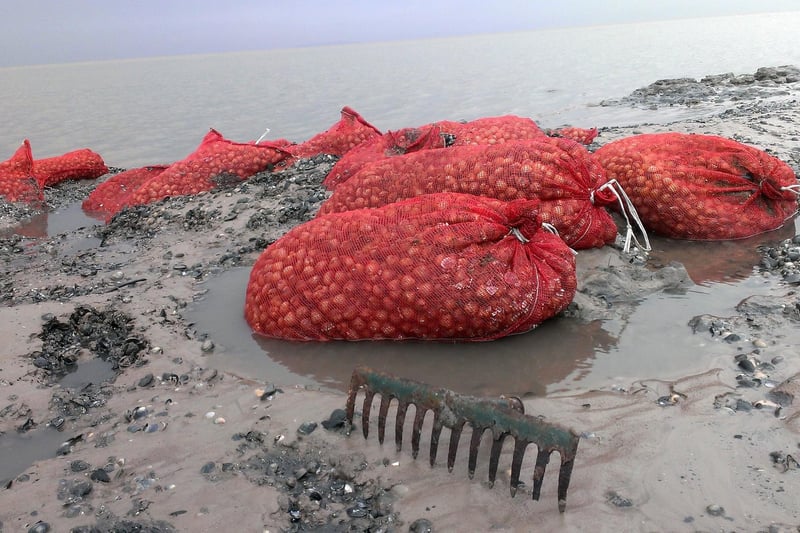Cockle bags picked by the Chinese cocklers who died in the tragedy were uncovered in Morecambe Bay around the 10th anniversary of the disaster.