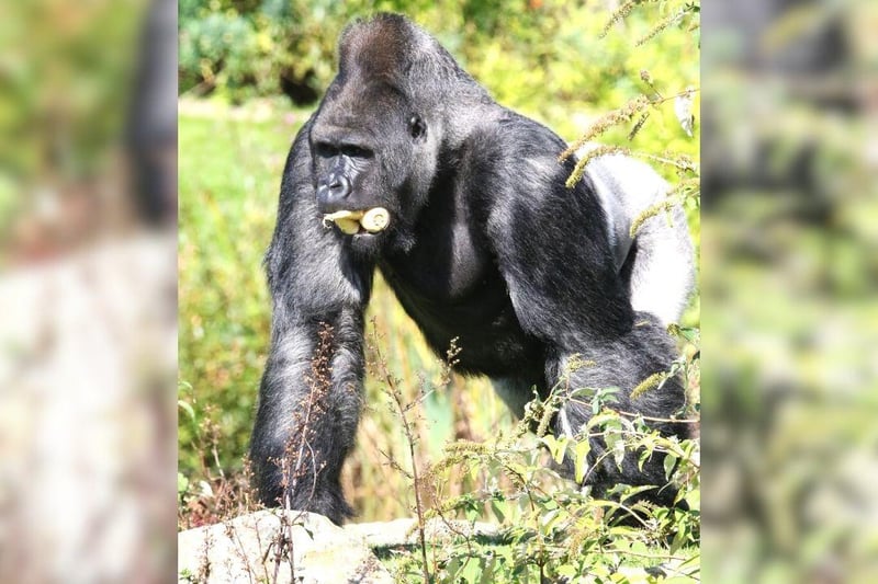Silverback Western lowland gorilla