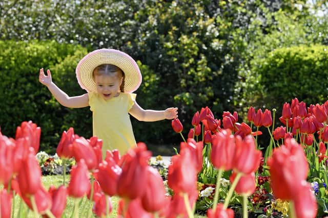 Grace Bacon enjoys the tulips at Stanley Park