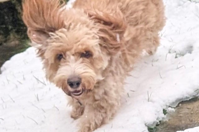 Jane Lockett sent this adorable snap in of her pooch.