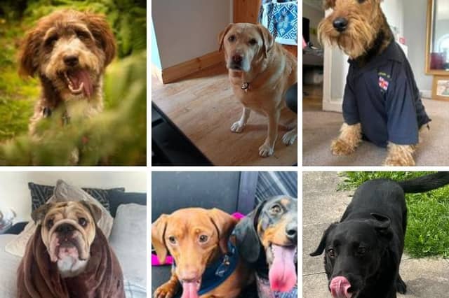 Some of the pictures of wonderful pictures readers sent in of their gorgeous fur babies for International Dog Day 2024.