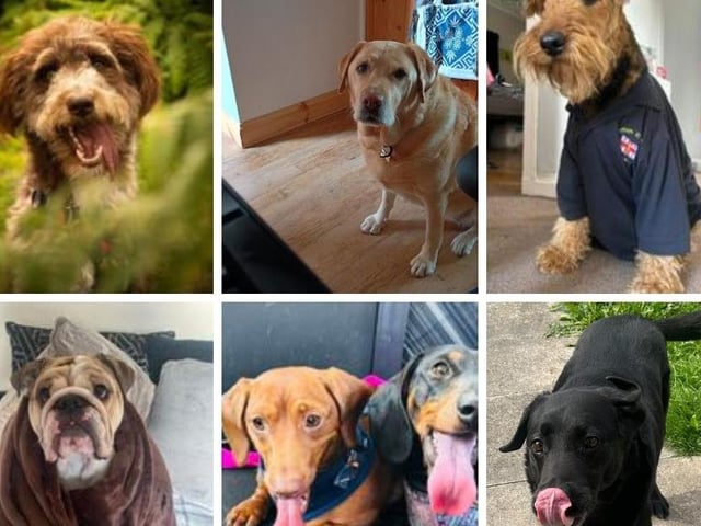 Some of the  pictures of wonderful pictures readers sent in of their gorgeous fur babies for International Dog Day 2024.