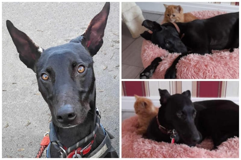 Meet Turbo. He is a 12 month old lurcher described as hilarious and happy. He is friendly with children but can't be rehomed with cats or small furry pets. He is anxious and reactive near other dogs but is super affectionate and loves toy games
