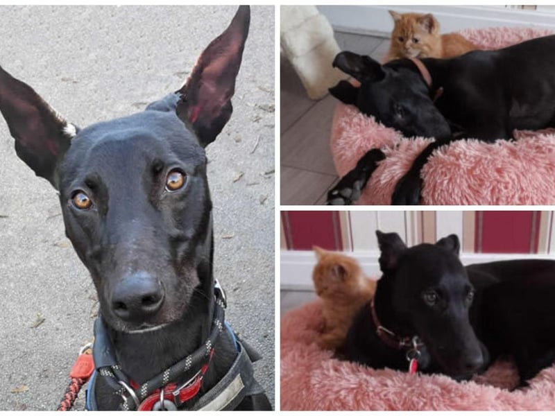 Meet Turbo. He is a 12 month old lurcher described as hilarious and happy. He is friendly with children but can't be rehomed with cats or small furry pets. He is anxious and reactive near other dogs but is super affectionate and loves toy games
