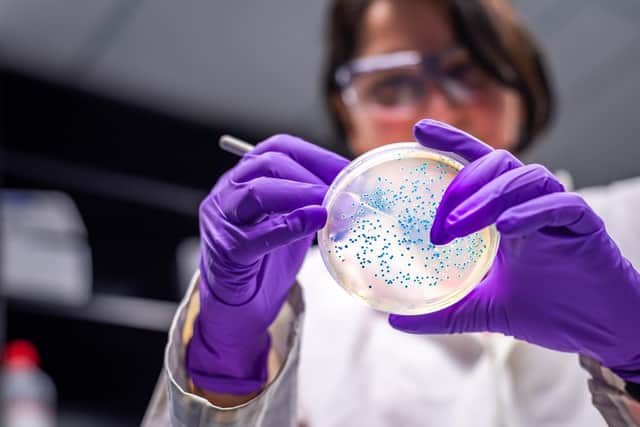 Lady scientist in microbiology laboratory working with E coli culture. Posed by model.