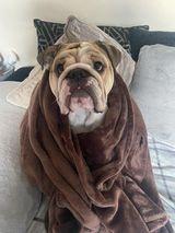 Leanne Clifford's angel Rubble who is now in Heaven watching over her x