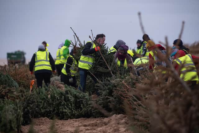 Volunteers hard at work planting Christmas trees on St Annes beach in 2024