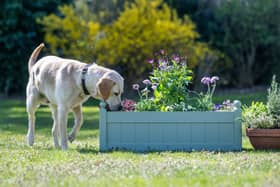 Guide dog puppies explore and play amongst dog-friendly flowers and herbs as part of a campaign by the charity encouraging dog owners to create safe and enriching gardens for their pets. This spring, Guide Dogs is offering expert advice on creating sensory outdoor spaces with pet-friendly plants, foraging areas and dedicated digging zones to provide dogs with beneficial mental stimulation.