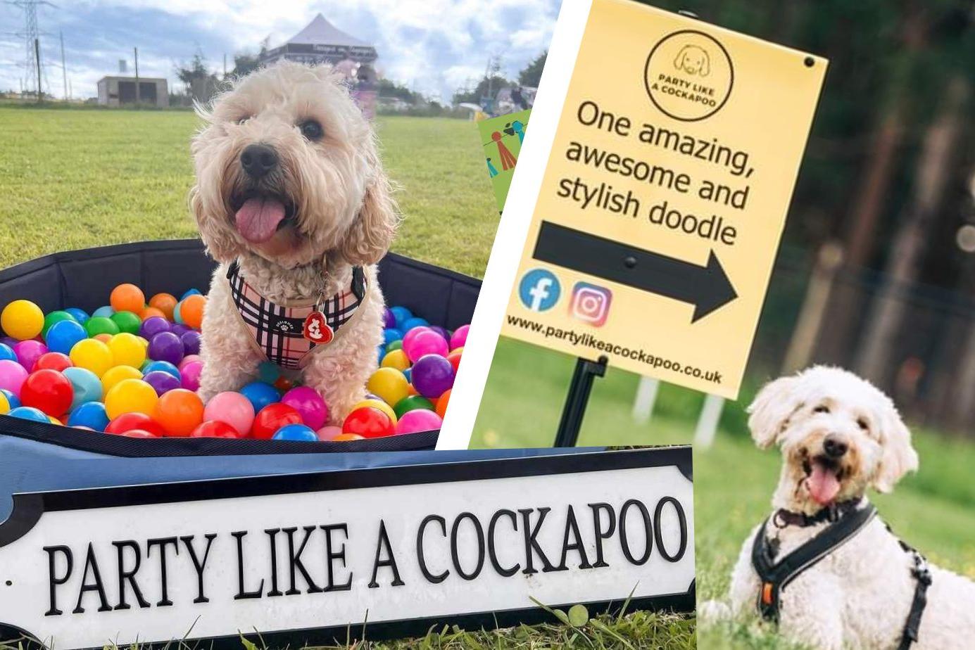 Dog friendly doodle celebration Party Like A Cockapoo comes to