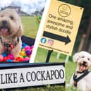 Party Like A Cockapoo comes to Lancashire