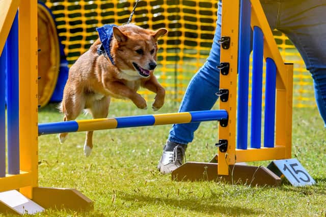 Up and over! One of the dogs takes on a challenge during the Fairhaven Dog Festival