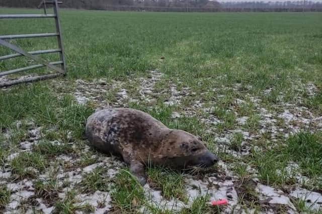The grey seal was spotted about a kilometre (0.6 miles) away from the River Ribble near the Capitol Centre (Credit: @shauncoathup85)