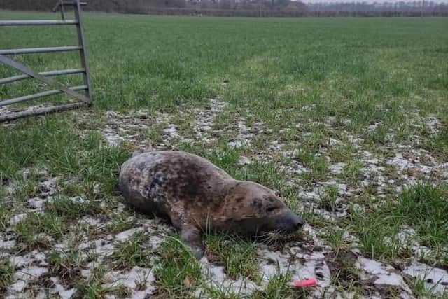 The grey seal was spotted about a kilometre (0.6 miles) away from the River Ribble near the Capitol Centre (Credit: @shauncoathup85)