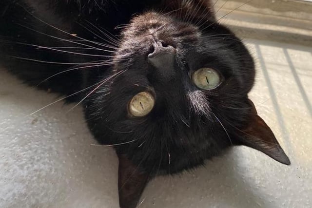 Lovely Charlie was originally rehomed from the centre in 2018 but has found herself back in their care after the death of her owner. She has taken a while to settle back into cattery life and tends to hide away until she is familiar with people however once she gains confidence and with a tasty treat or two on offer, her extremely affectionate side starts to show itself.  She is looking for a quiet and calm household where she can have safe outdoor access and will be the only pet