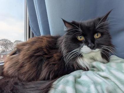 Beautfiful Nova is 11 and and has been in the RSPCA's care since my owner sadly passed away in November last year. She is a night owl who loves being brushed and spends her days sat in the window. She would prefer an adult-only household.