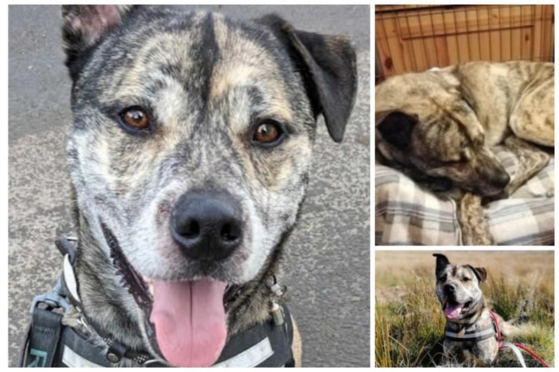 At four-years-old, Jackson the cross breed is fully house trained and travels well. He is dog friendly and strong on his lead. He is friendly and playful