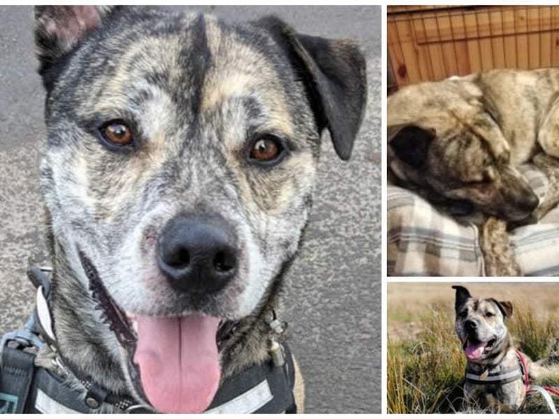 At four-years-old, Jackson the cross breed is fully house trained and travels well. He is dog friendly and strong on his lead. He is friendly and playful