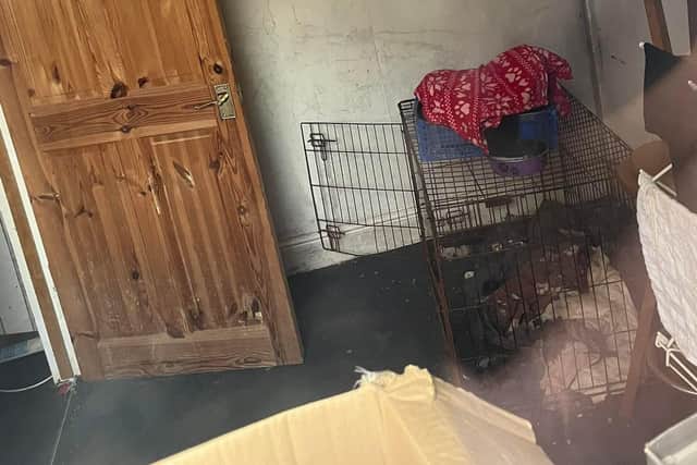 An empty dog cage found at the property