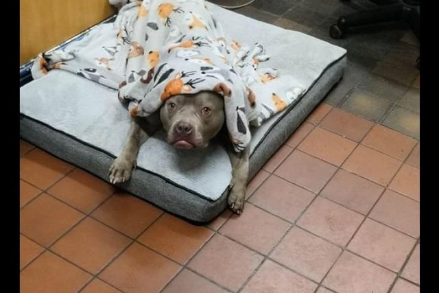 Pocket Bully Moon who is around four is described as a very affectionate and sweet little lady who simply loves spending time with her people. She loves her afternoon naps in a cosy blanket. Moon is looking for an adult only home where she is to be the only pet.