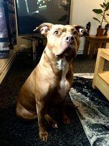 The adorable Coco.