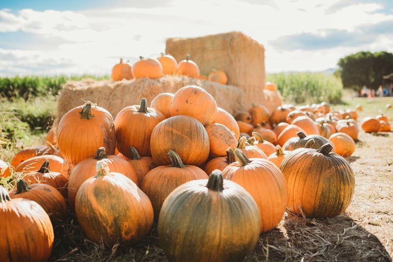 Windmill Farm are back with their famous pumpkin picking adventure from October 7-29 (10am - 5pm)
Tickets cost £16.95 for adults, children aged 1-15 years, OAPs and carers are £15.95, and under ones are free of charge.
This ticket includes full day access to Windmill Animal Farm attraction, the Runaway Farm Train and also The Famous Pumpkin Picking Adventure.
Each ticket purchased also includes a single pumpkin of your choice. More pumpkins can be purchased on the day,
7-29 October 2023 (10am - 5pm)