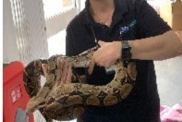 A boa constrictor was helped to safety by an RSPCA volunteer after being found in a car park in Plymouth in September. The two-metre long snake was collected by animal rescue volunteer Dawn Lapthorn and taken to a specialist reptile centre after being found in a car park.