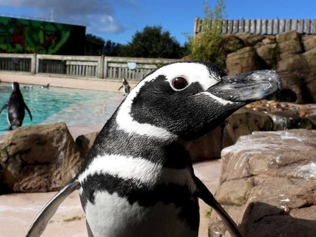 Another favourite of the visitors made a welcome return in 2009 - the penguins. The first phase of the Active Oceans area was completed with a raised pool with underwater viewing of the much-loved and very entertaining birds. The species which took up residency was Magellanic penguins, native to South America and the only ones of their kind in the UK. A sad and significant loss in 2009 was the zoo’s Amur tiger, Jagasar. In his mid-twenties, he was thought to be the oldest Amur tiger in captivity in Europe. A young male, Zambar, was brought in from Marwell Zoo. Lion cubs also arrived in 2009.